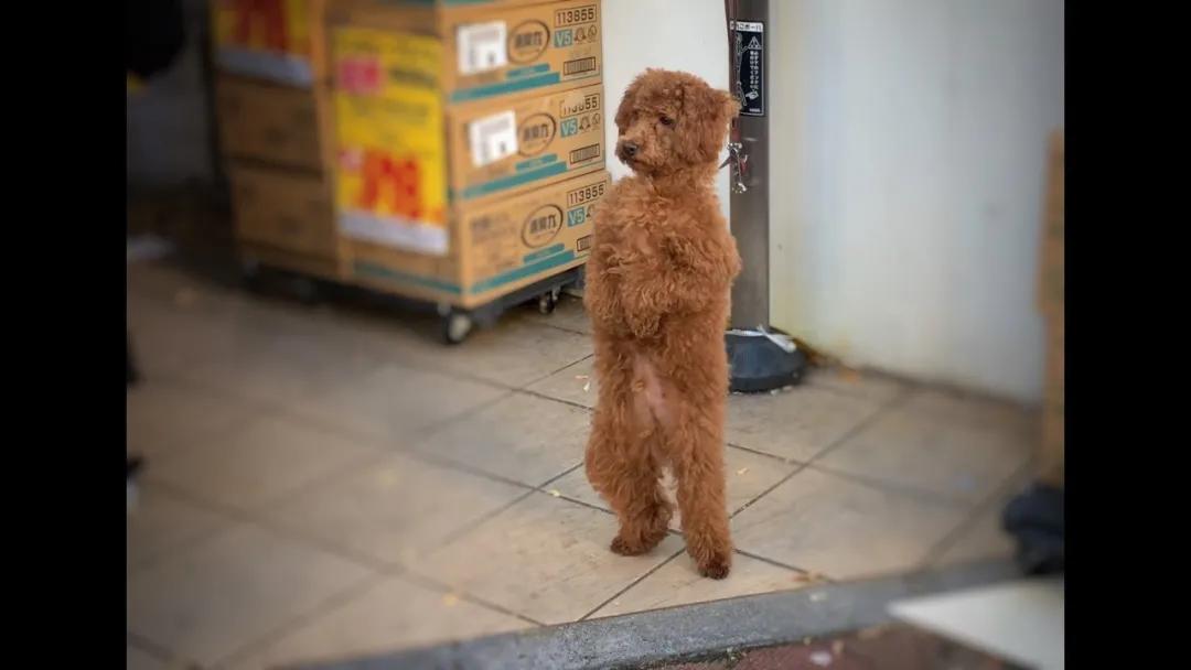 泰迪老是拱屁股怎么回事,泰迪头拱地脚刨地为什么