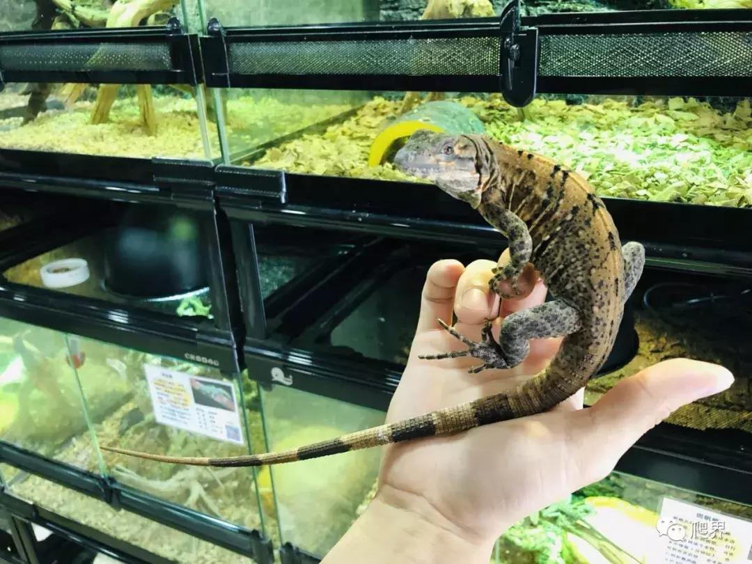 伦敦的爬宠店,隐藏在小区深处的店铺