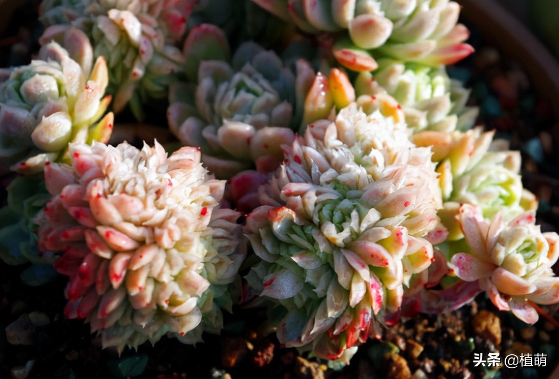 缀化的冰梅，还是头一次见到，真的很漂亮