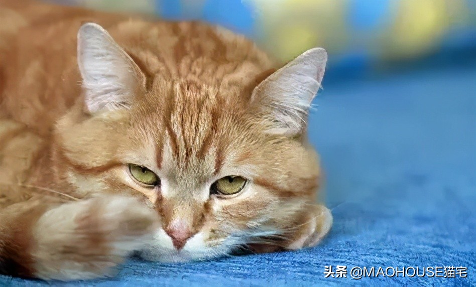 轮状病毒腹泻治疗方案,乳猪流行性腹泻治疗方案