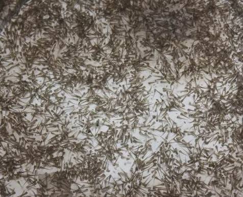 泥鳅繁殖是几月,泥鳅繁殖的视频