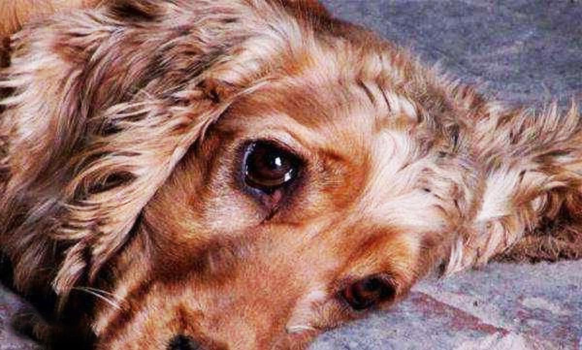 狗狗什么情况会便血,狗狗总流泪是什么原因