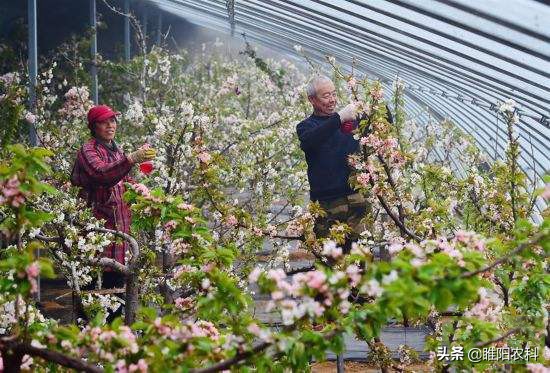 膨果喷什么药能让果实膨大,这个果实膨大剂配方既高效又安全