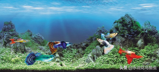 孔雀鱼生小鱼需要关注什么,孔雀鱼生小鱼前兆及关注事项
