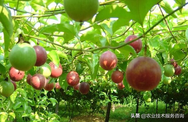 种植百香果视频教程,重庆百香果栽培种植技术