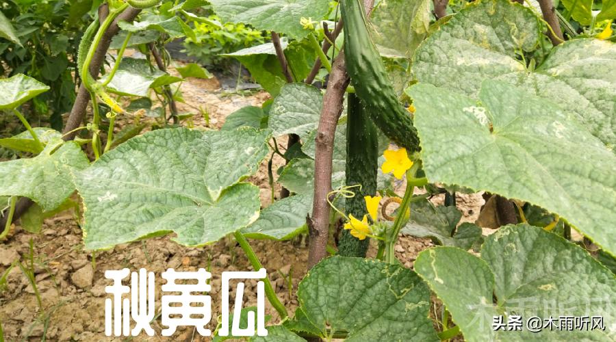秋季黄瓜病虫害防治,秋黄瓜病虫怎样治