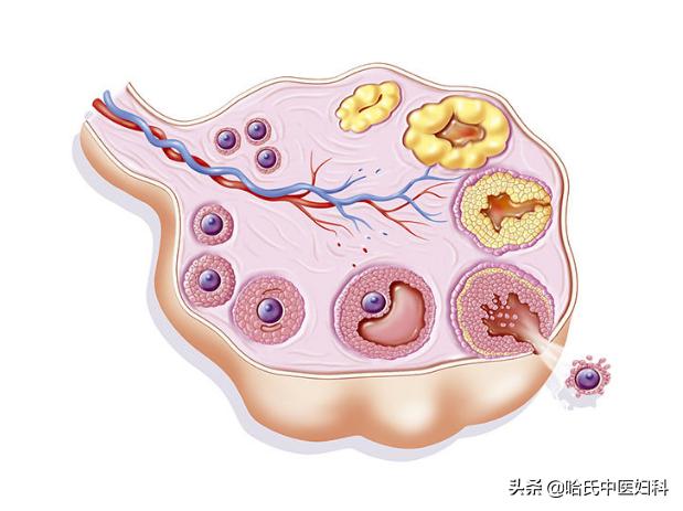 备孕压力大会影响排卵期,备孕女性要留意排卵障碍