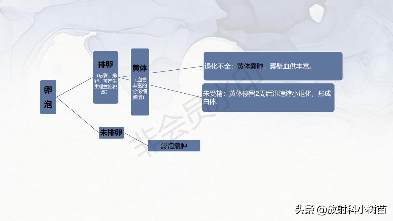 女性盆腔mri解剖图谱,泌尿生殖系统x线解剖