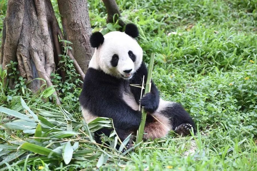 春节广州长隆野生动物世界攻略,广州长隆野生动物世界旅游攻略