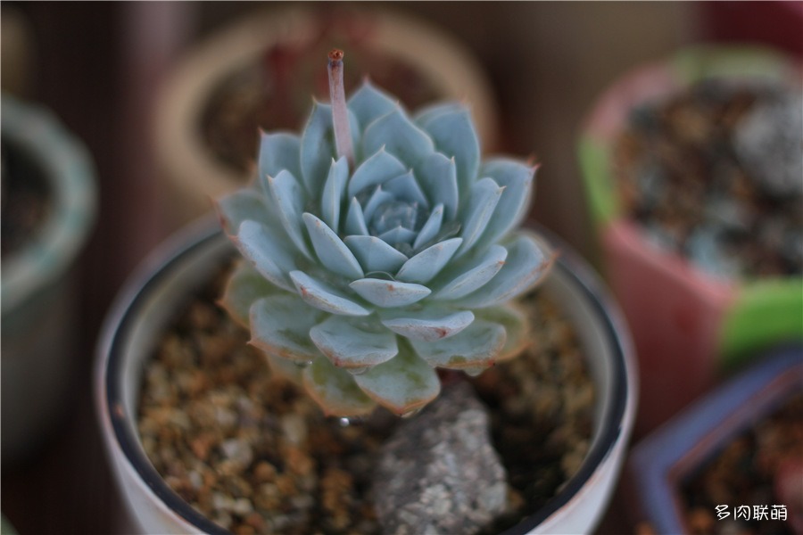 多肉薄叶蓝鸟老桩图片,薄叶蓝鸟最佳养殖方法