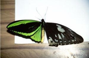 亚马逊有多少动植物,亚马逊盘点