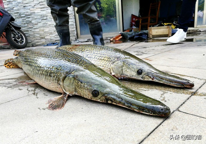 巨骨舌鱼的好奇心有多强,巴西巨骨舌鱼却濒临灭绝为什么