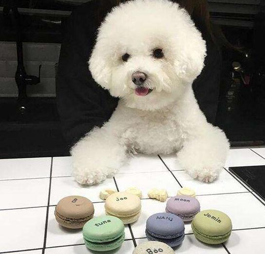 面对不听话的比熊犬该怎么办呢,比熊犬不爱吃食是怎么回事