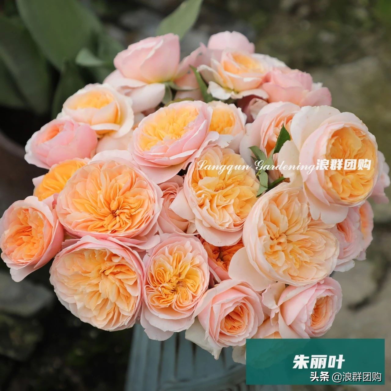 月季哪些品种大花又香,月季哪些品种花期长耐阴耐寒耐旱