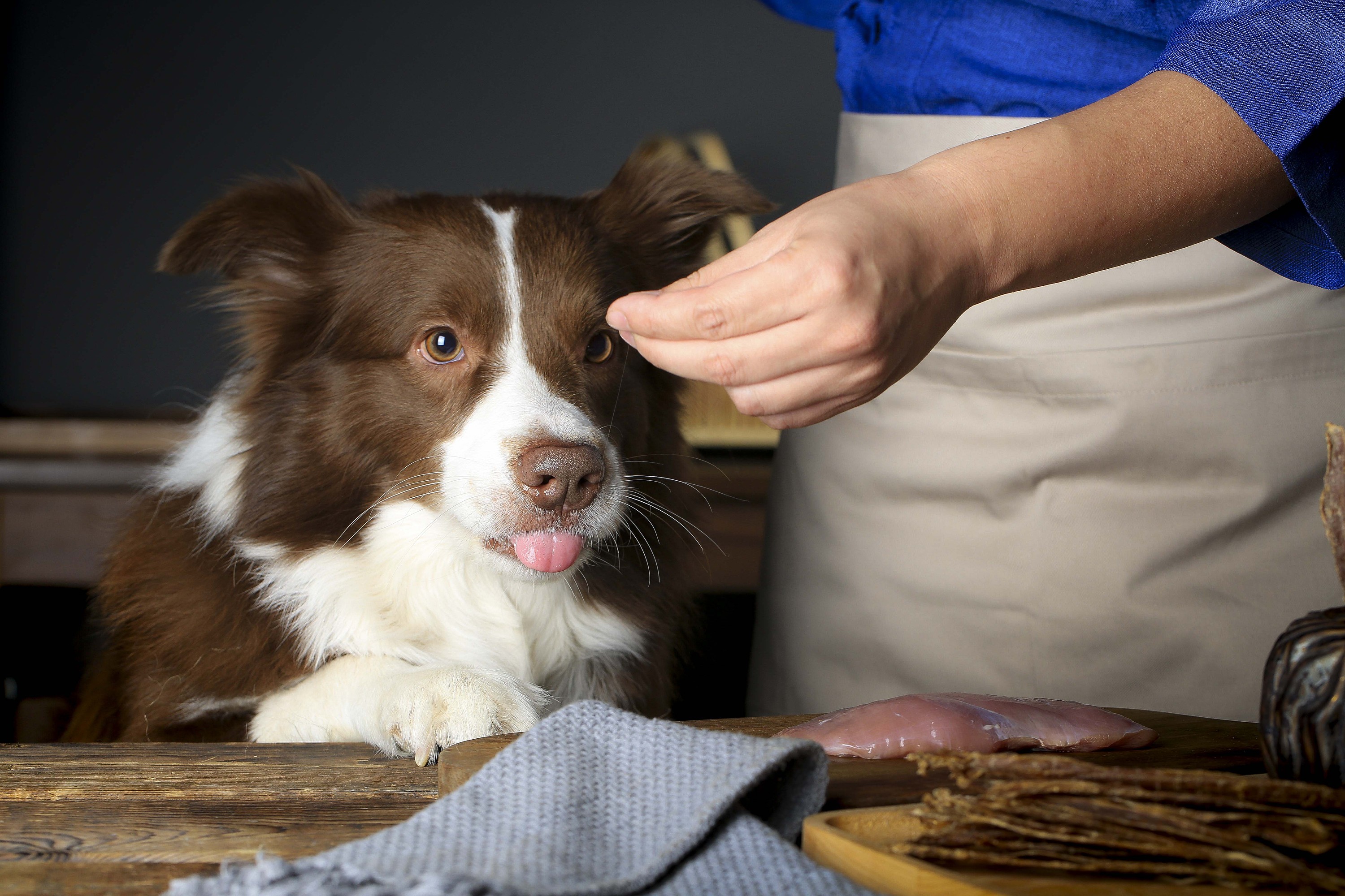 孕期正确养狗狗,夏季孕期养狗狗关注事项