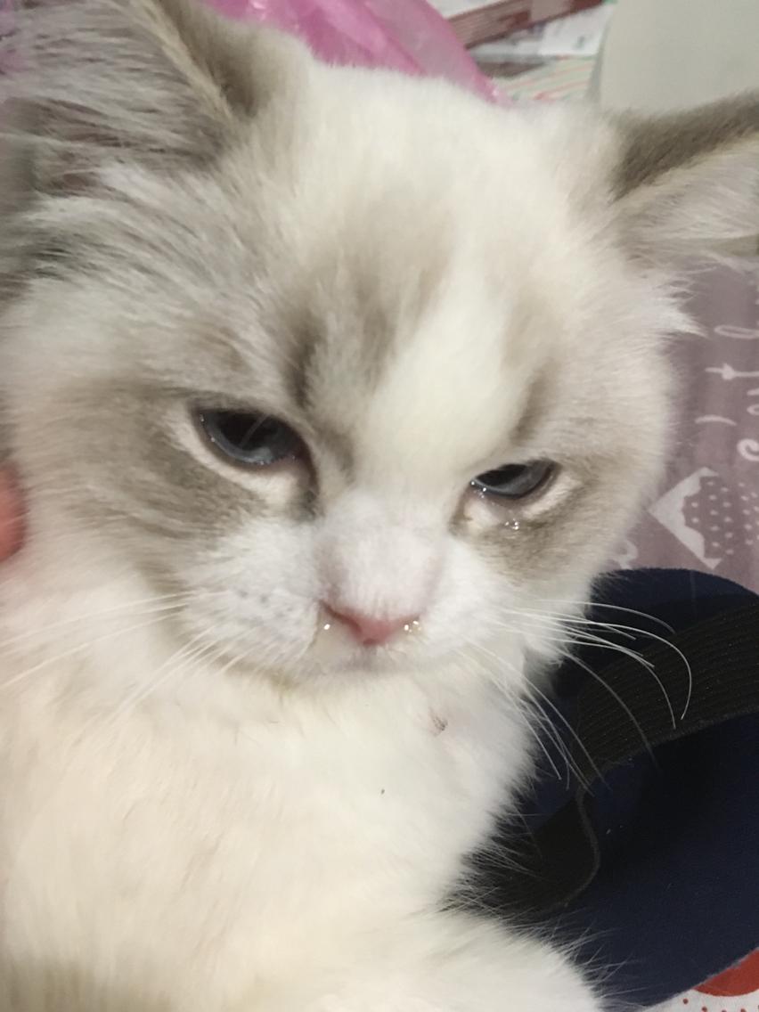 猫咪打喷嚏流鼻涕呕吐,猫咪咳嗽流鼻涕打喷嚏