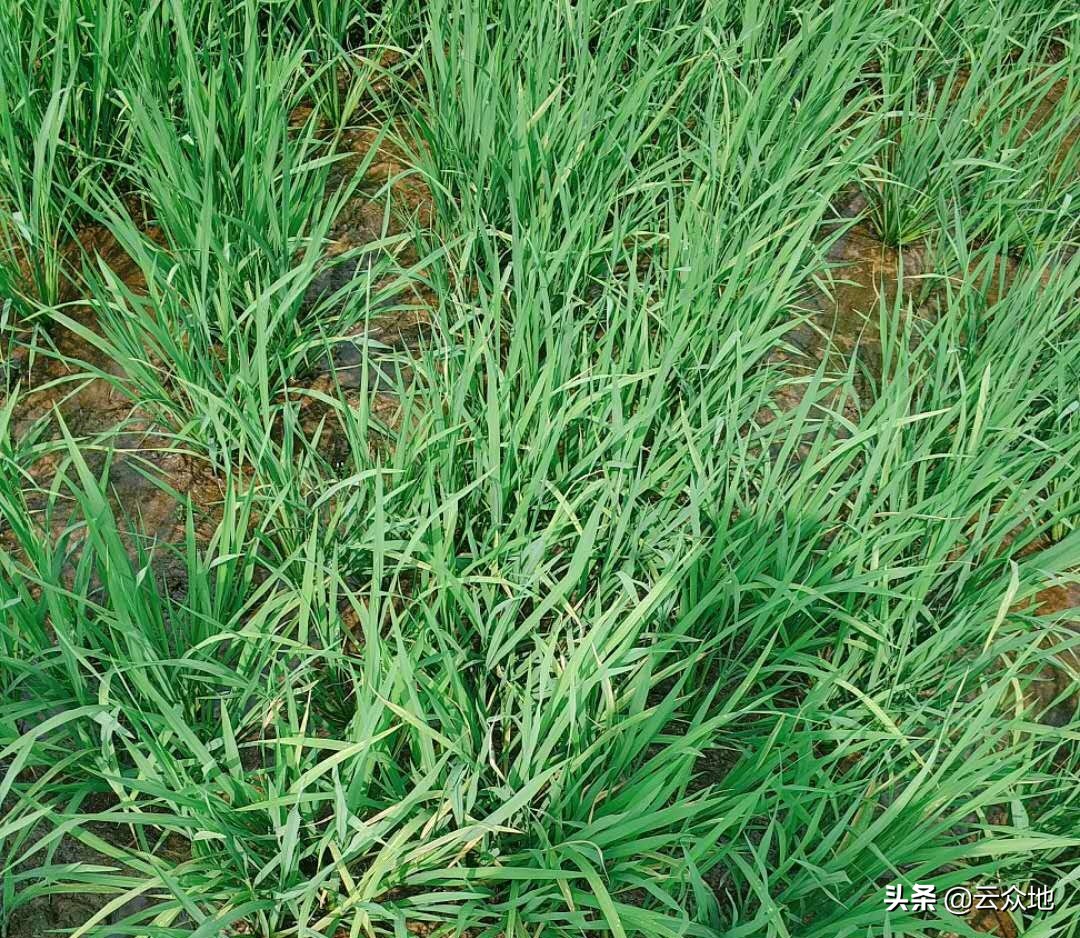 晚稻病害怎么治,水稻秧苗出现僵苗如何解决