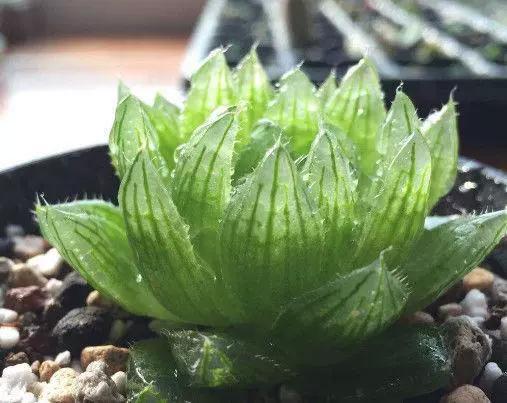 多肉樱水晶怎么养,多肉樱水晶长得很开是怎么回事