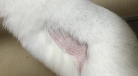 龙猫真菌感染用什么药好,龙猫螨虫病怎么治疗