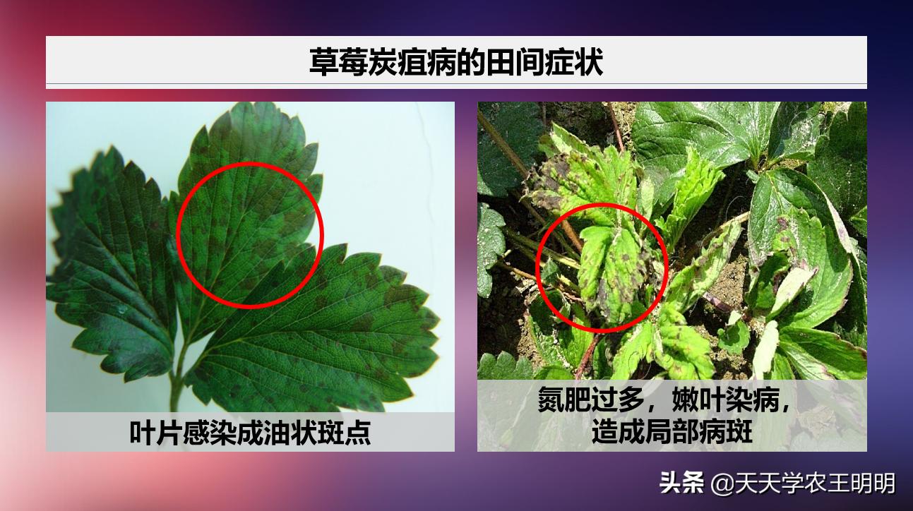 草莓小苗移栽大棚发炭疽病怎么办,草莓炭疽病初期苗还可以治好吗