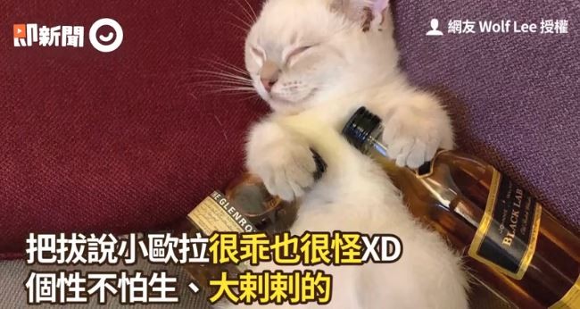 萌猫睡前做顶级美容　爽敷超迷你面膜
