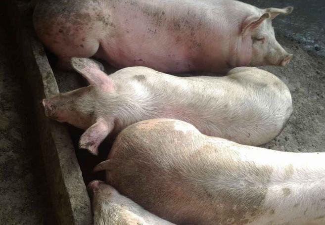 猪体温正常不吃食食用什么药,猪体温正常不吃食该吃青料怎么办