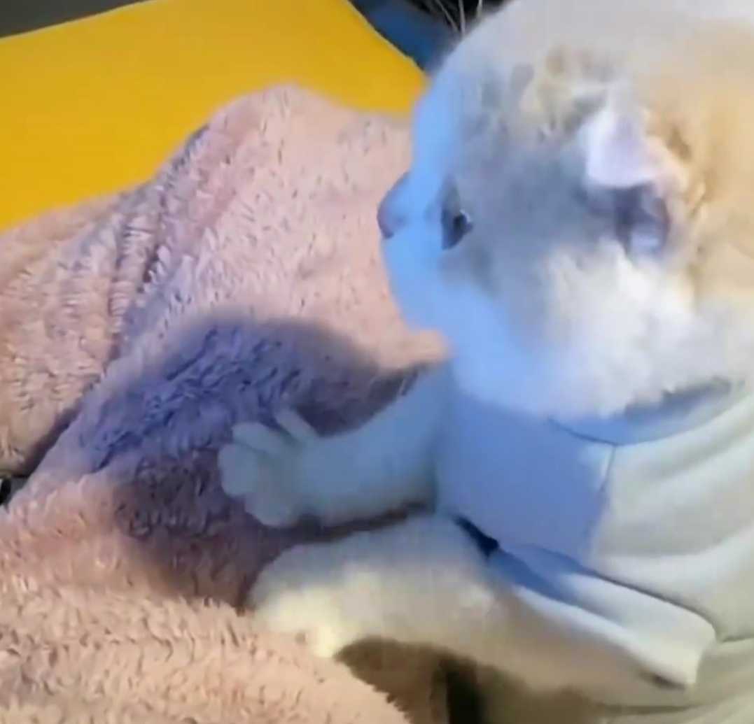 怎样让猫咪喜欢你帮它梳毛,猫咪经常犯错铲屎官应该如何调教