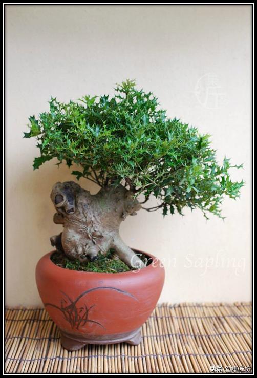 盘点五大树桩盆景流派和常用树种,盆景初学者种什么好