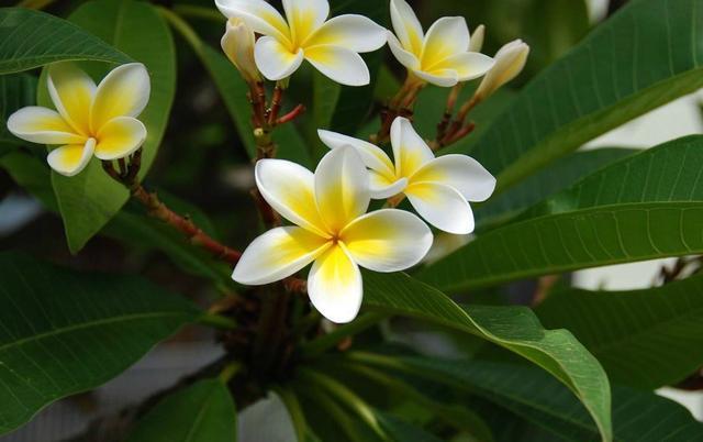 养护橡皮树关注“5点”，叶绿锃亮花开不断，不愧绿色“吸尘器