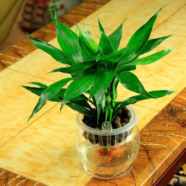 水培富贵竹子烂根,水培富贵竹不黄叶不烂根的秘诀