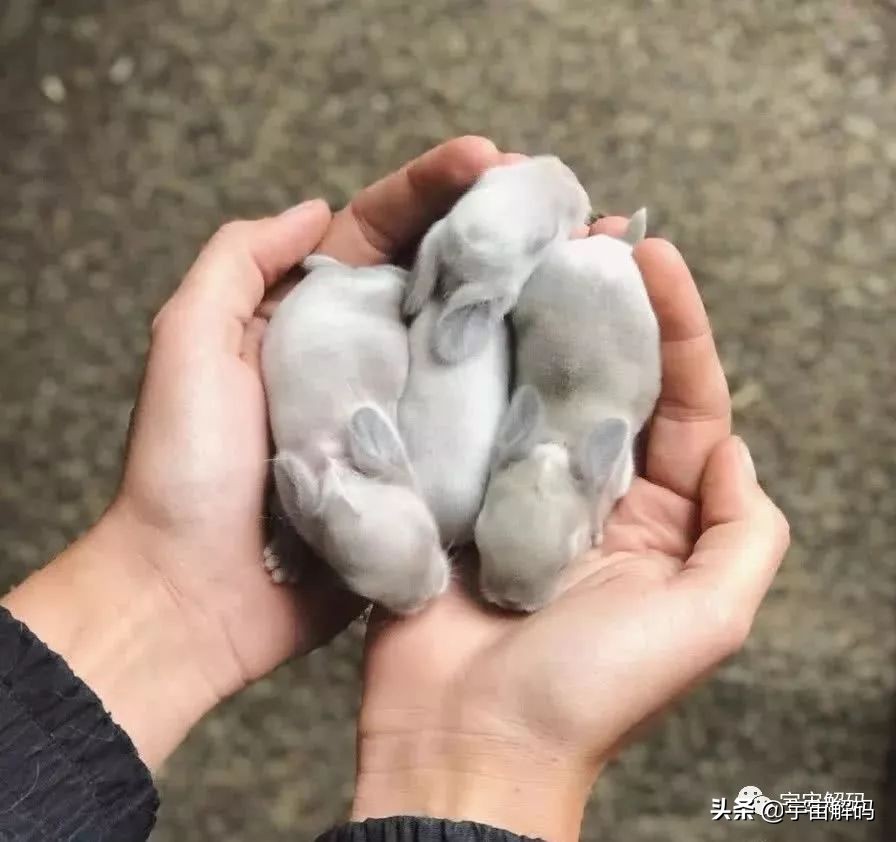 20张动物照片,宝宝萌照动物图片