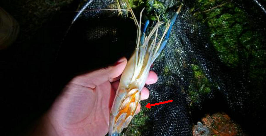 澶ц櫨鍏ヤ镜鐝犳睙,宸ㄨ櫨鍏ヤ镜鏈変汉鎷呭績娉涙互鎴愮伨