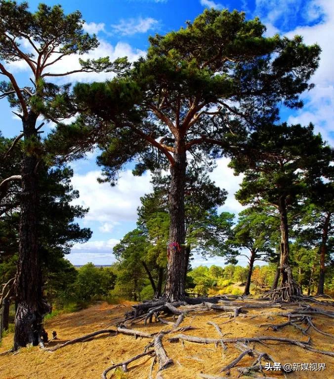 塞上明珠海拉尔,海拉尔是草原还是明珠