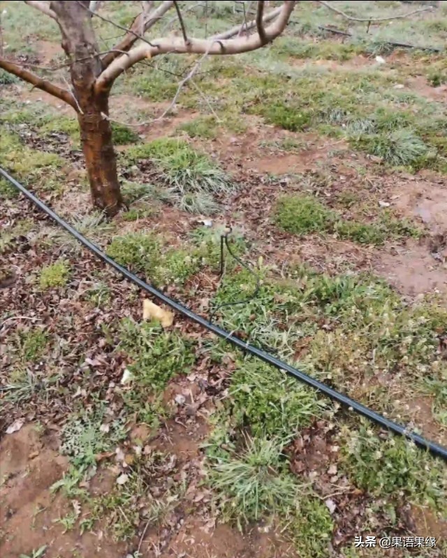 苹果园水肥防治,苹果种植水肥标准