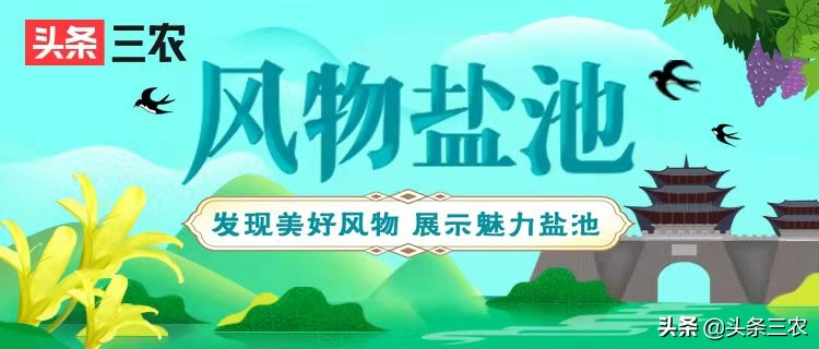 风物中华大好河山,滩羊之乡风物盐池