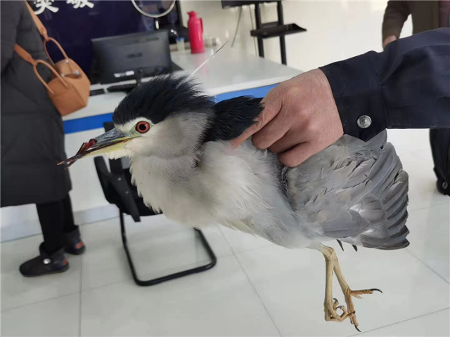 小鸟倒在地上怎么急救,小鸟受伤了怎么给自己治病