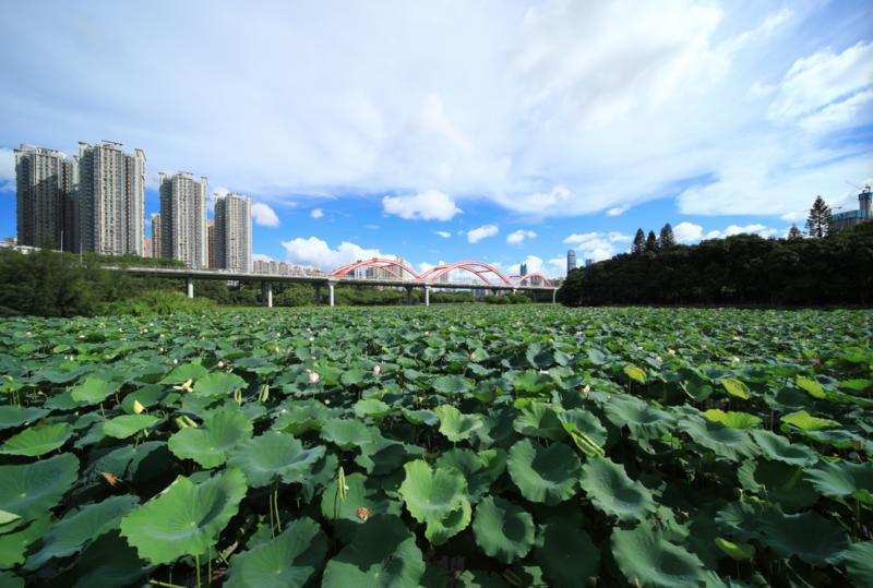 遇见深圳洪湖公园赏荷花,深圳洪湖公园赏荷花视频