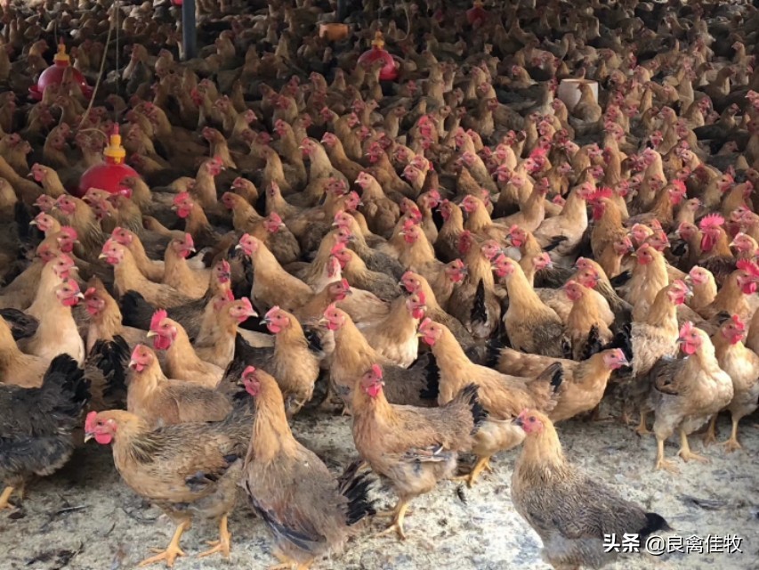 新城疫症防治方法,新城疫最快的治疗方法