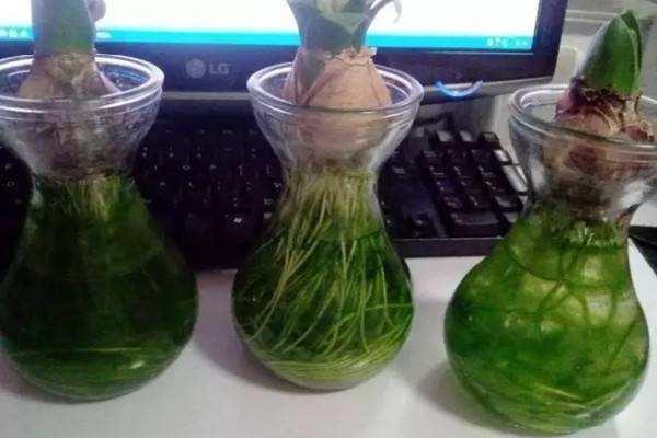 水培植物长青苔怎么处理,水培植物长青苔怎么用药物去除