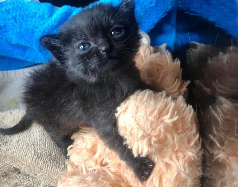 流浪猫遇到被遗弃的玩具熊,宠物猫被遗弃有野外生存能力吗