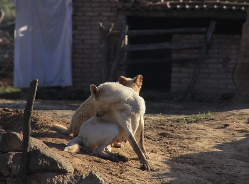 七猪八马九羊是啥意思,老人言七猪八马九羊头是什么意思
