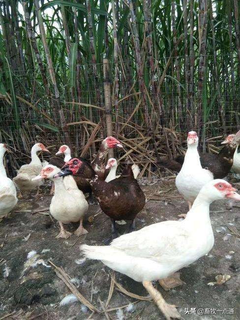 鸭缺维生素的症状,怎么补充鸭子维生素a