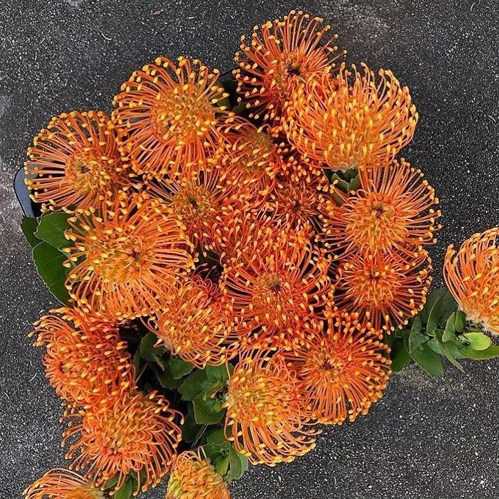 可以在室内燃放的烟花爆竹,植物烟花可以放室内吗