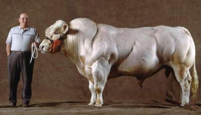 比利时肌肉牛：人类改造的畸形产物，这样的牛肉，敢吃吗？