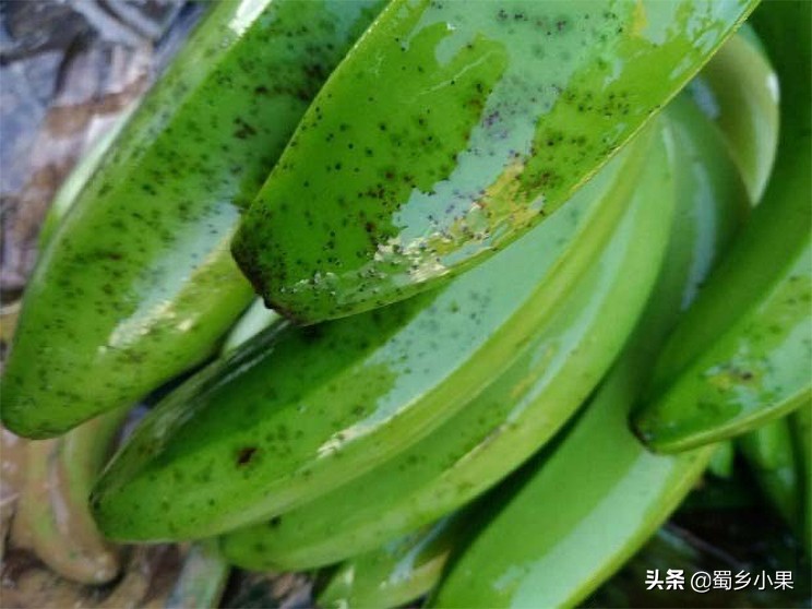 香蕉种植起黑点,香蕉苗长斑点是什么病