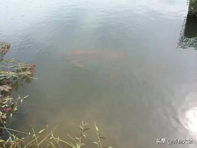 养金龙鱼过程马来西亚,马来西亚养金龙