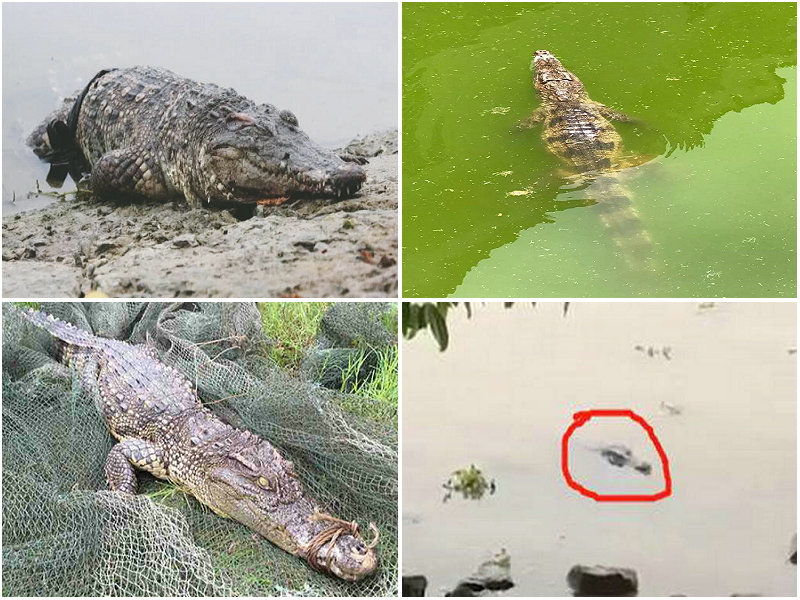 鳄鱼被放生有什么后果,广东一男子钓鱼钓到鳄鱼然后报警