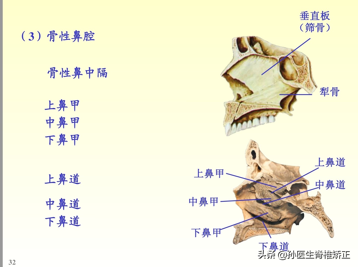 解剖学基础ppt完整版,人体系统解剖学ppt完整版