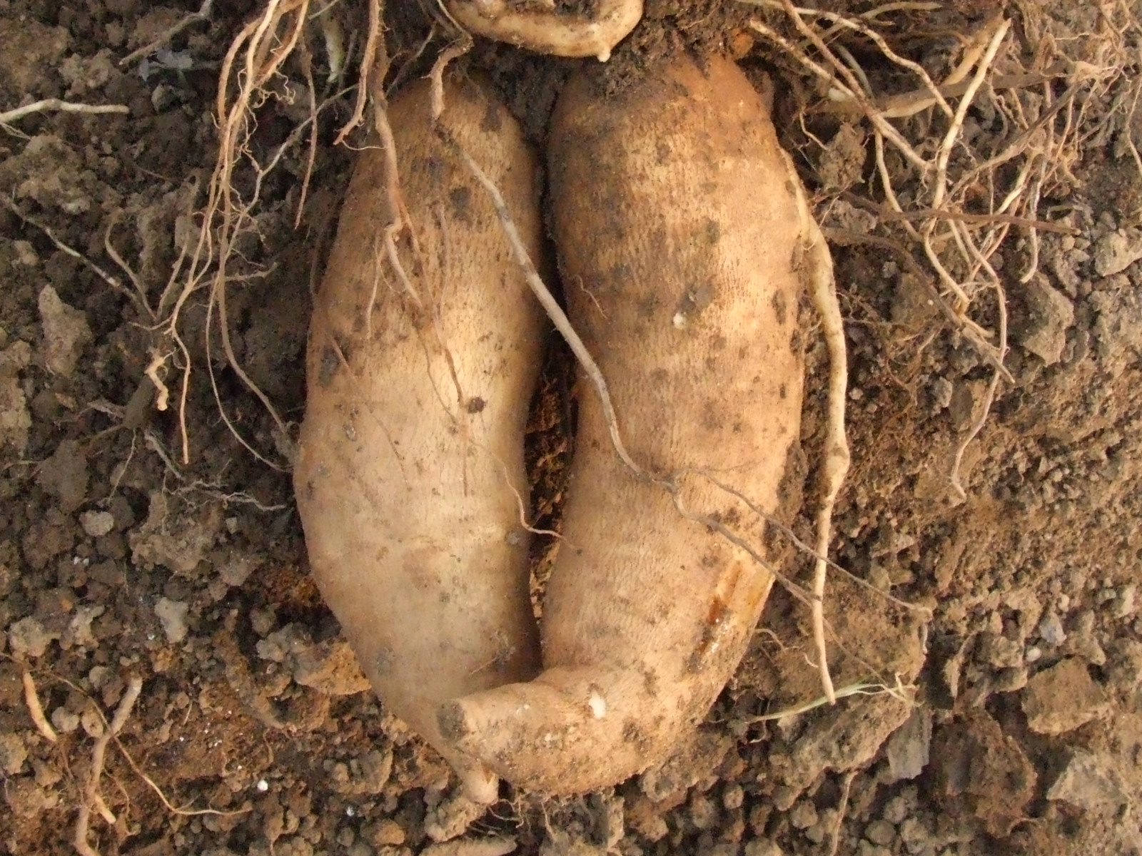 天山雪莲果甜,天山雪莲和白地瓜