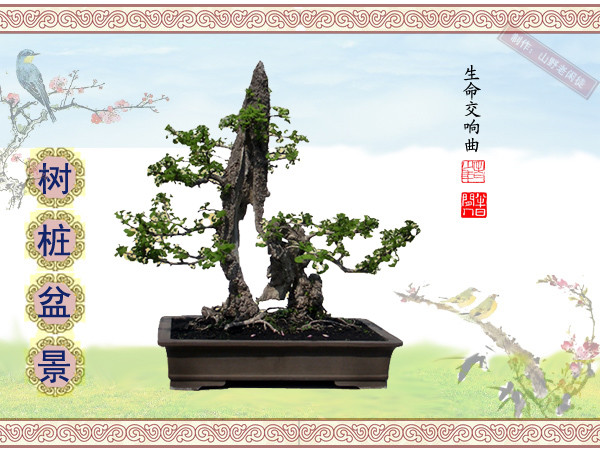 高山杜鹃花老树桩盆景,大树桩盆景欣赏